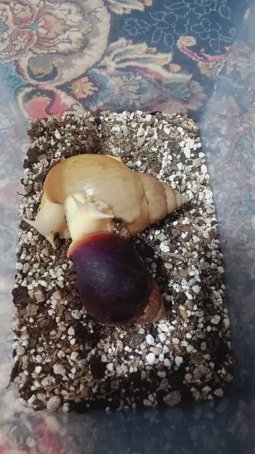 دو عدد حلزون بالغ|خزنده|شهریار, شهریار|دیوار