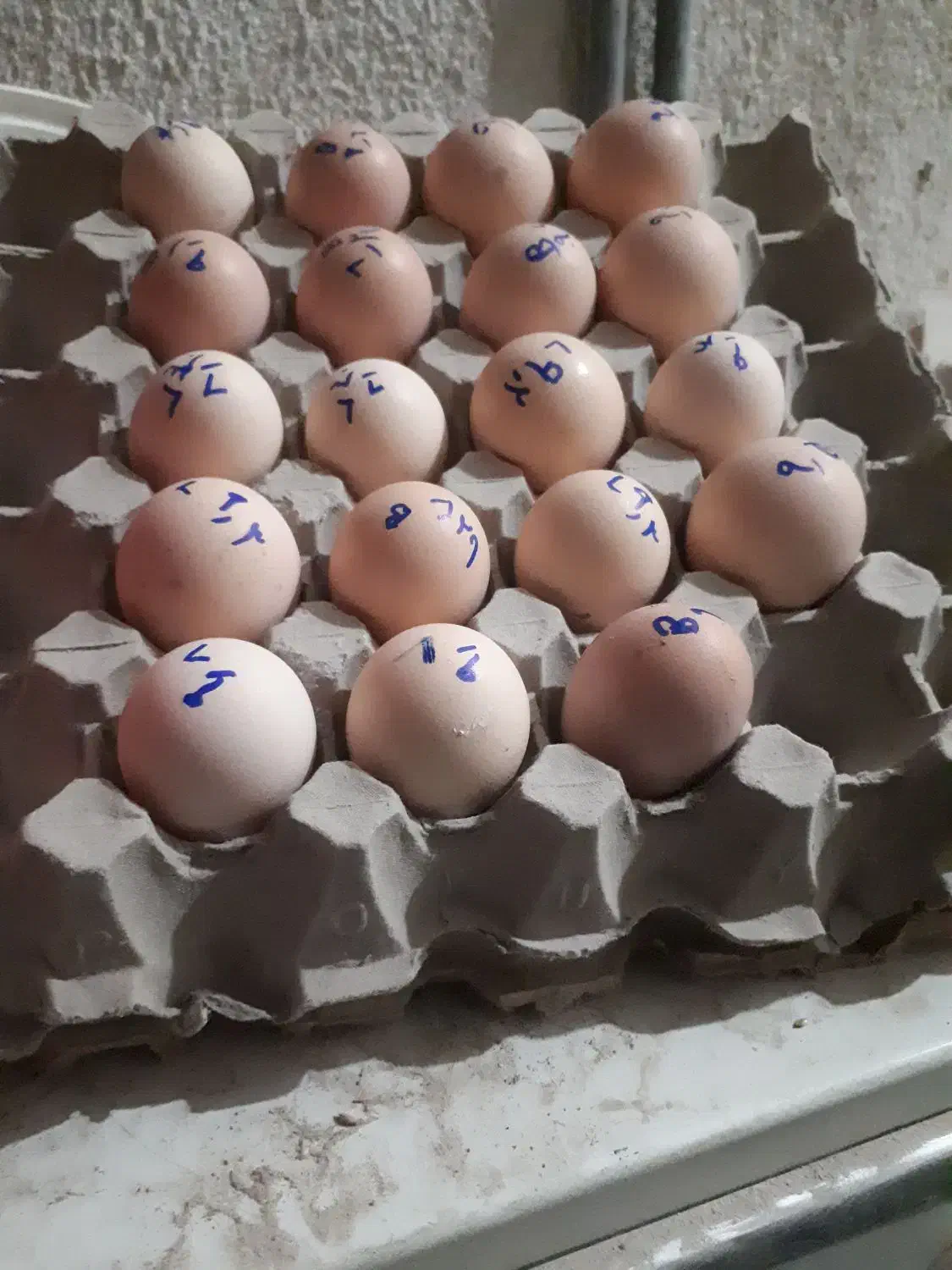 تخم نطفه دار لاری و برهما لایت. تعداد محدود|حیوانات مزرعه|سبزوار, امیر کبیر|دیوار