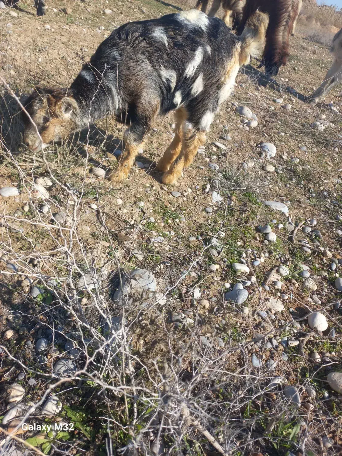 بیگ ماده ۲ماه|حیوانات مزرعه|گتوند, |دیوار