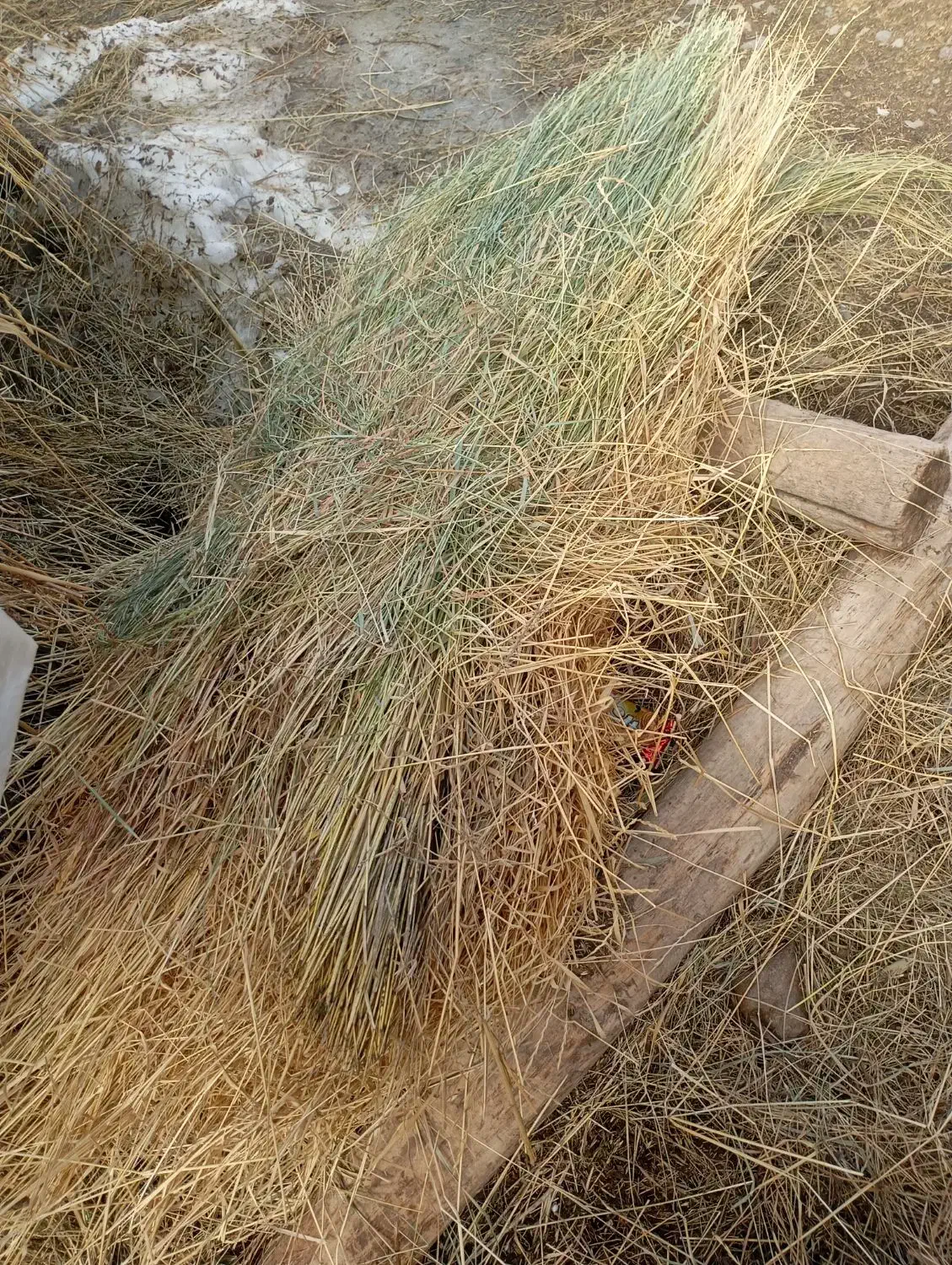 علف|لوازم جانبی حیوانات|نظر کهریزی, |دیوار