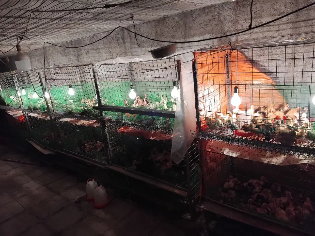 فروش اردک مولد پکنی و جوجه|حیوانات مزرعه|قائمشهر, |دیوار