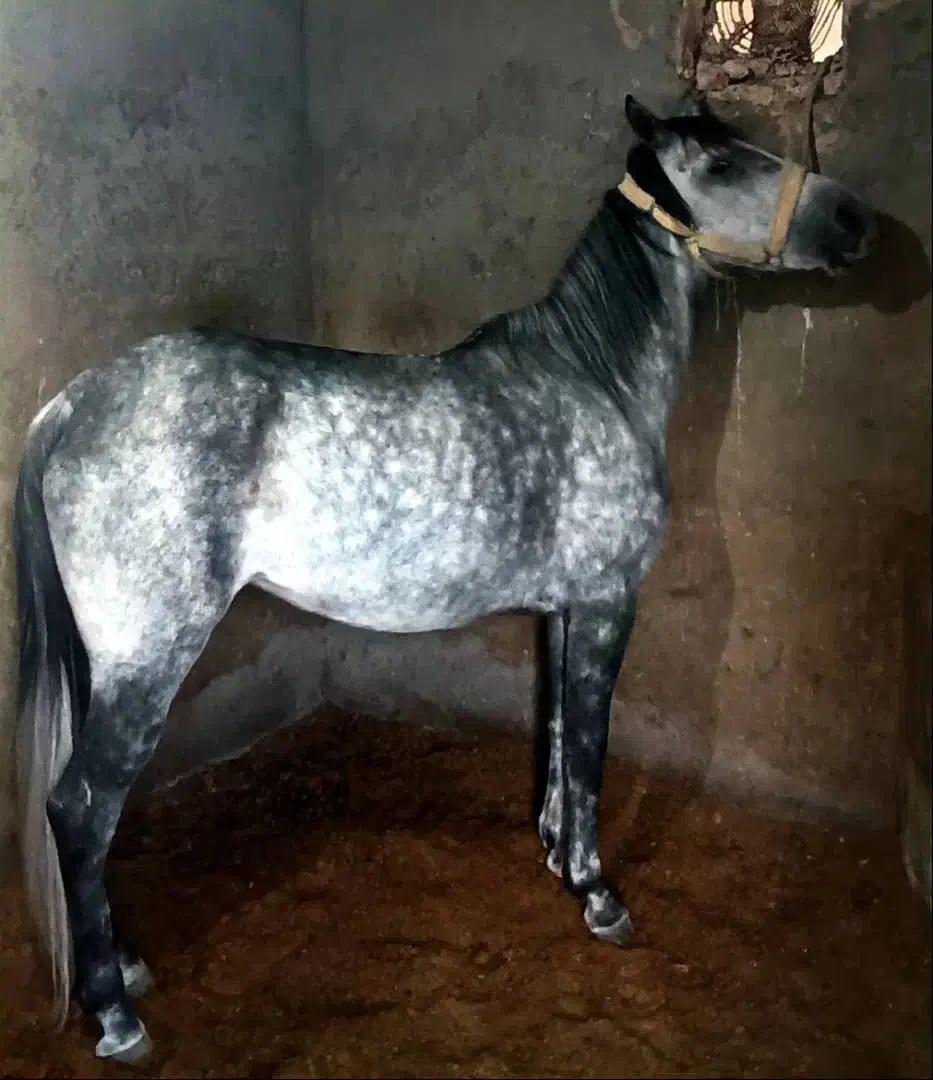 اسب مادیون|اسب و تجهیزات اسب‌سواری|اصفهان, قهجاورستان|دیوار