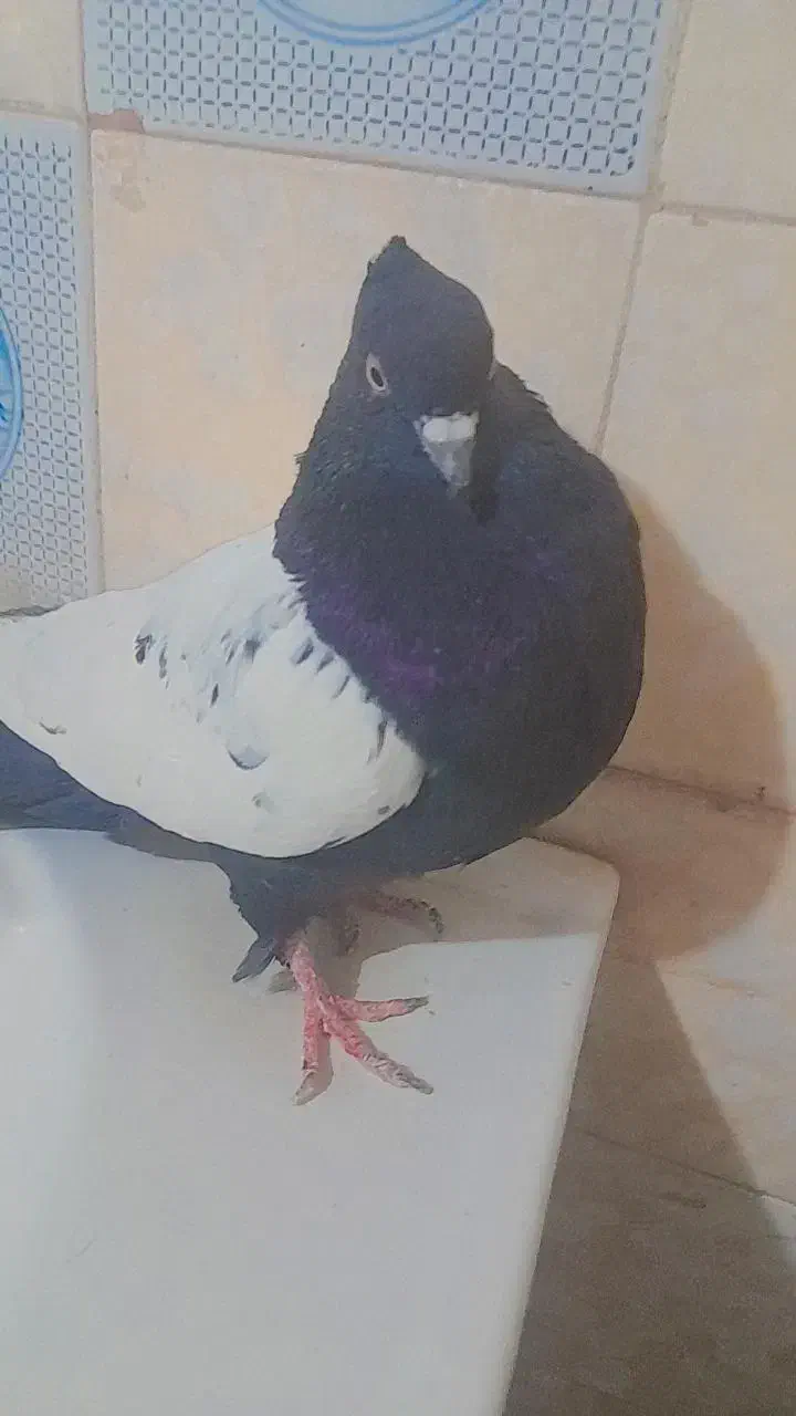 دوتاکبوتر هردو نر پربازی دار|پرنده|بم, |دیوار