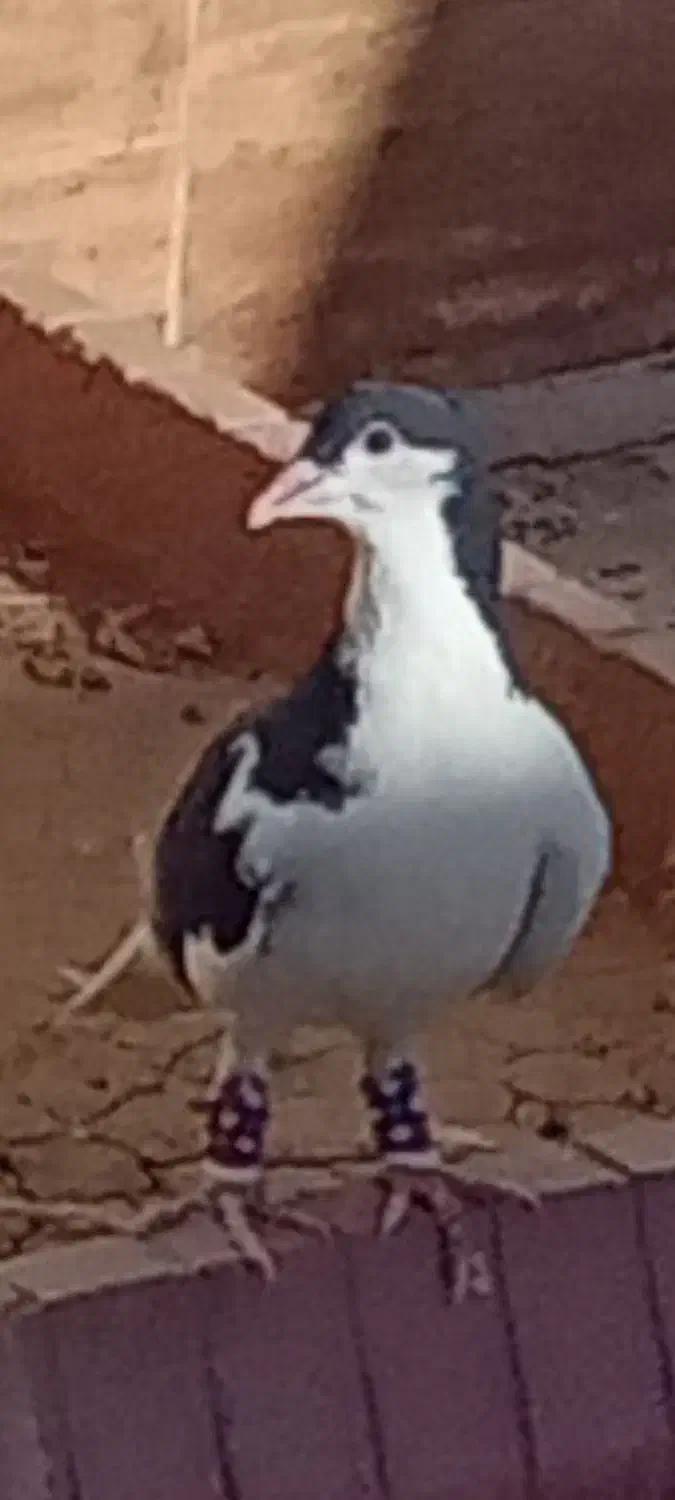 کبوتر سیاهپوش(گمشده)|پرنده|الوند, |دیوار