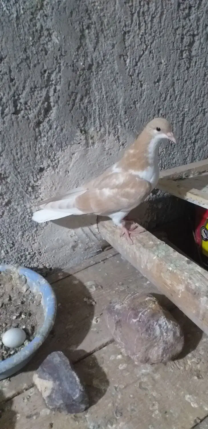 سیاپوش|پرنده|قزوین, |دیوار