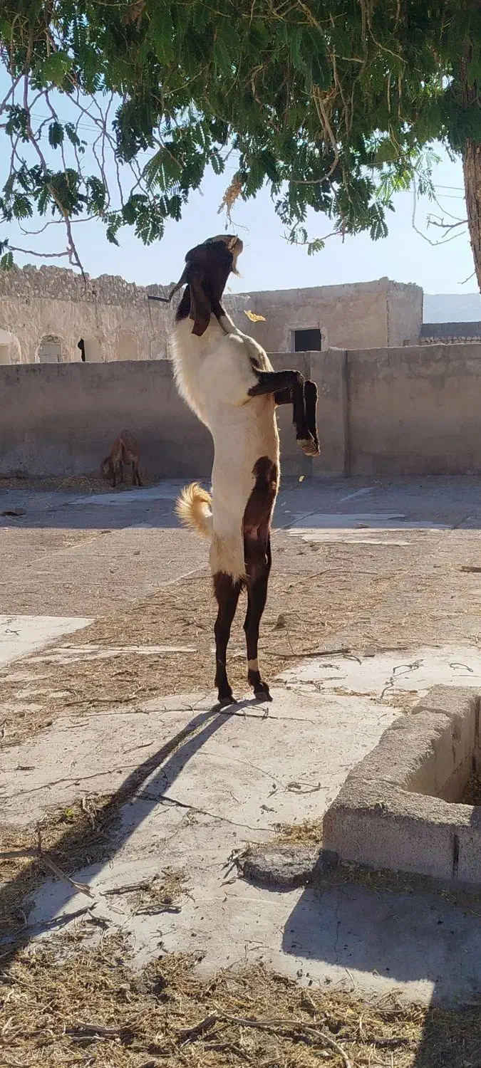 پازن مست گله رون|حیوانات مزرعه|رامهرمز, |دیوار