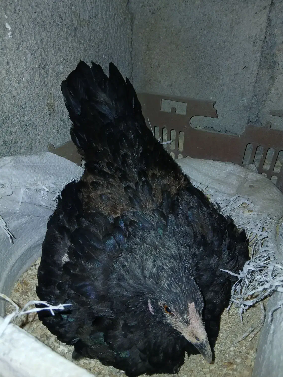 مرغکرچ|حیوانات مزرعه|کلاشی, |دیوار