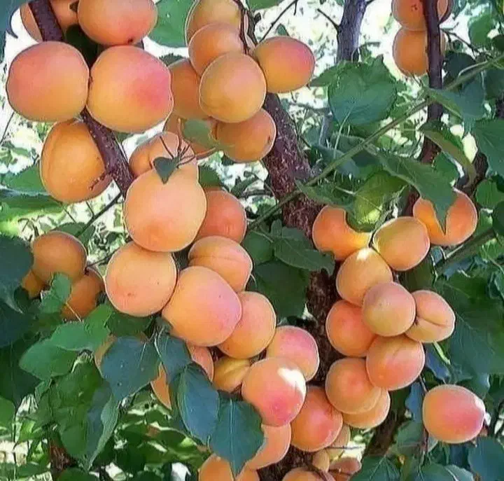 نهالستان شهبازی چورسی|خدمات باغبانی و درختکاری|قره ضیاالدین, |دیوار