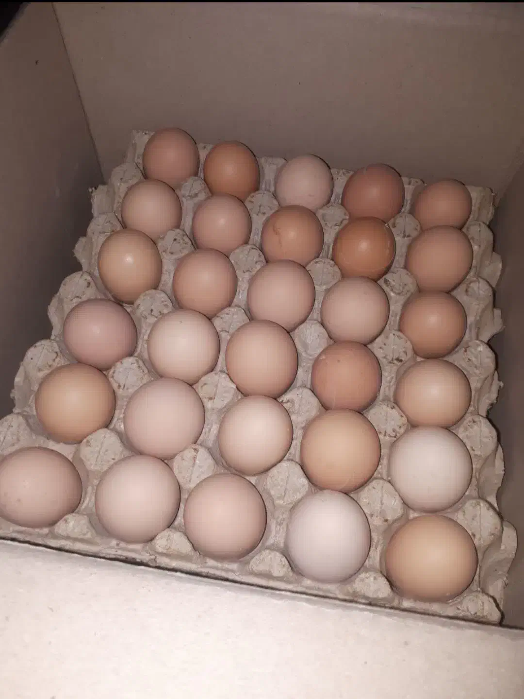 فروش تخم مرغ محلی|حیوانات مزرعه|یزد, |دیوار