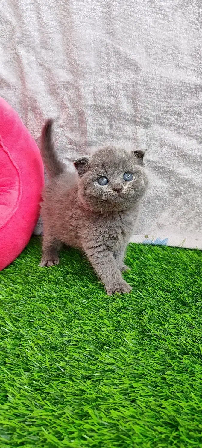 گربه|گربه|قم, صفاشهر|دیوار