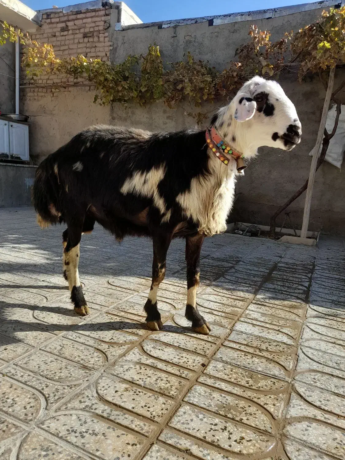 بره قوچ لخت پوست گاوی|حیوانات مزرعه|بروجرد, |دیوار