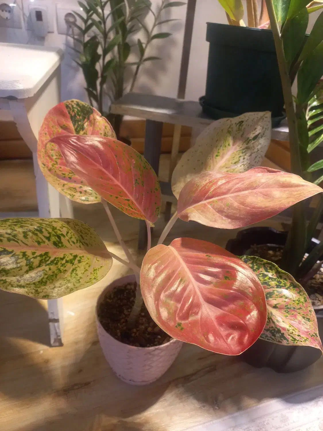 گل.طبیعی|گل و گیاه طبیعی|مسجد سلیمان, |دیوار