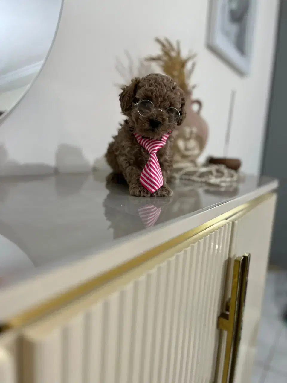 تاینی پودل|سگ|محمدشهر, محمدشهر|دیوار