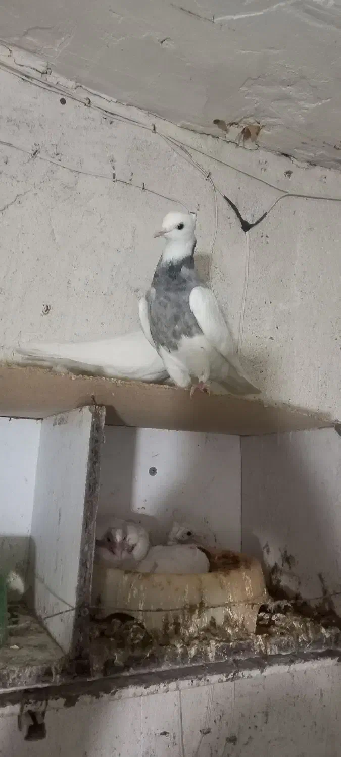 کفتر طوقی|پرنده|لالی, |دیوار