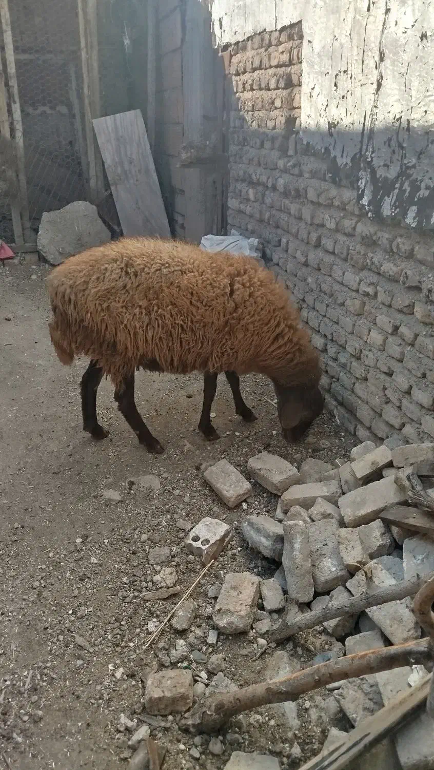 گوسفند|حیوانات مزرعه|نگین شهر, |دیوار