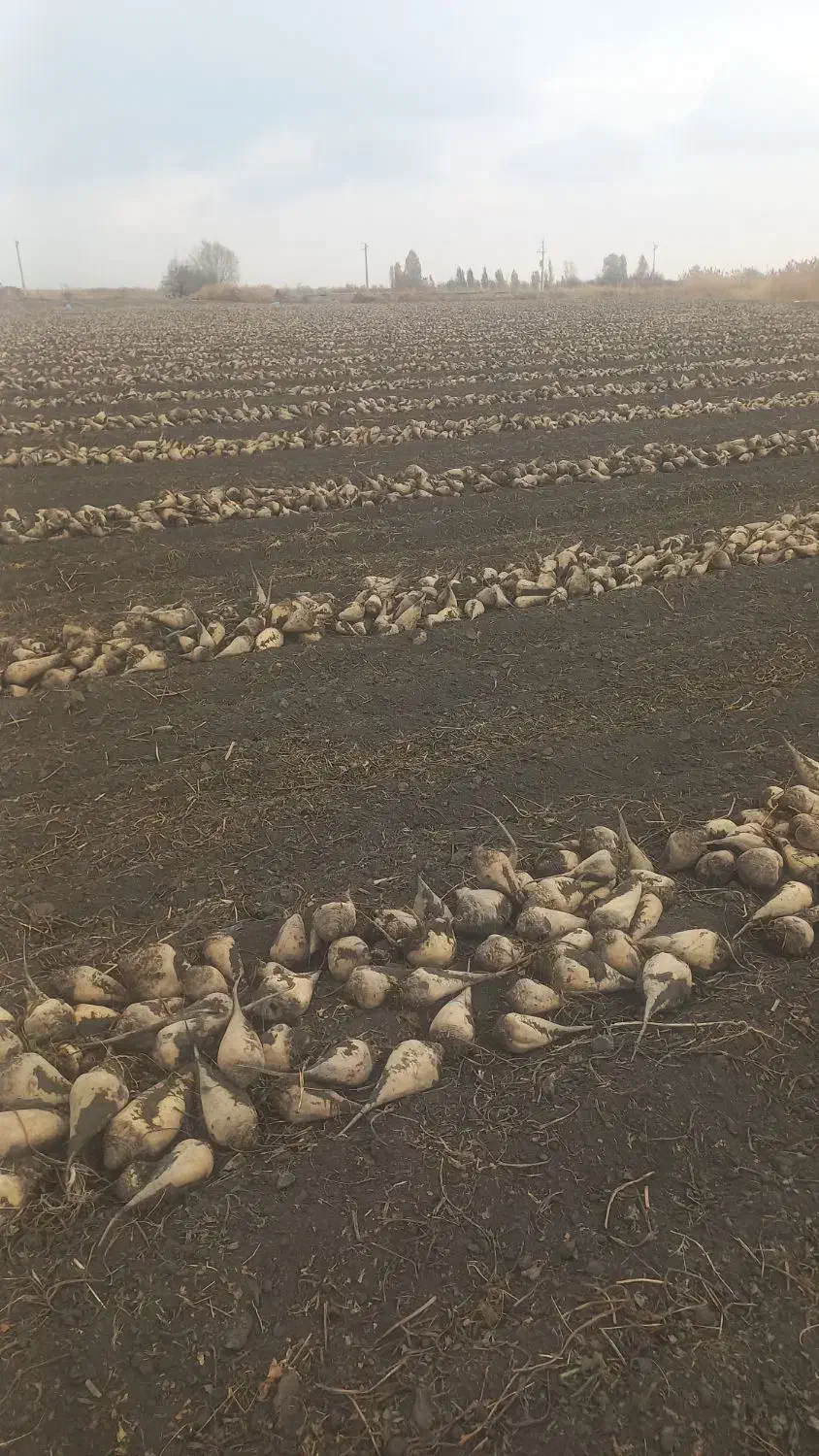 چغندر|خوردنی و آشامیدنی|نوشین شهر, |دیوار