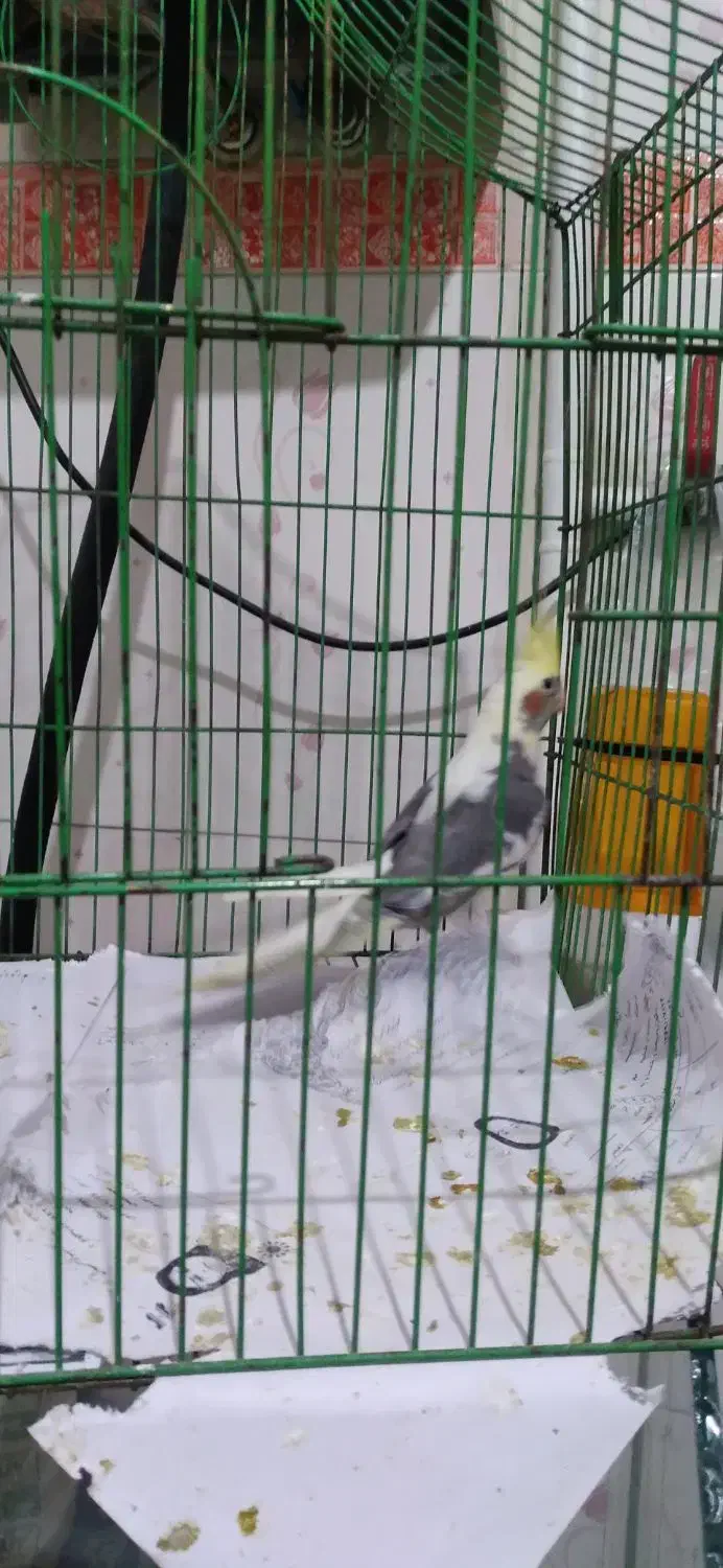 عروس معاوضه با۲جفت مرغ عشق باجوجه|پرنده|فردیس, شهرک وحدت|دیوار