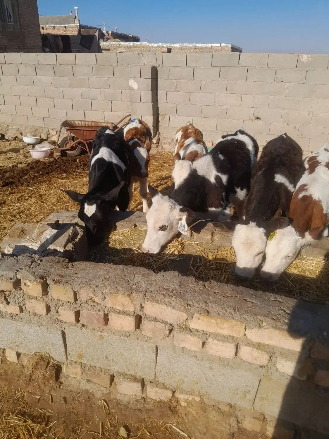 9راس گوساله فروشی|حیوانات مزرعه|طاغنکوه, |دیوار