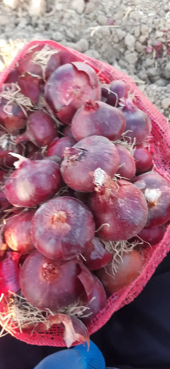 پیاز قرمز|خوردنی و آشامیدنی|دینور, |دیوار