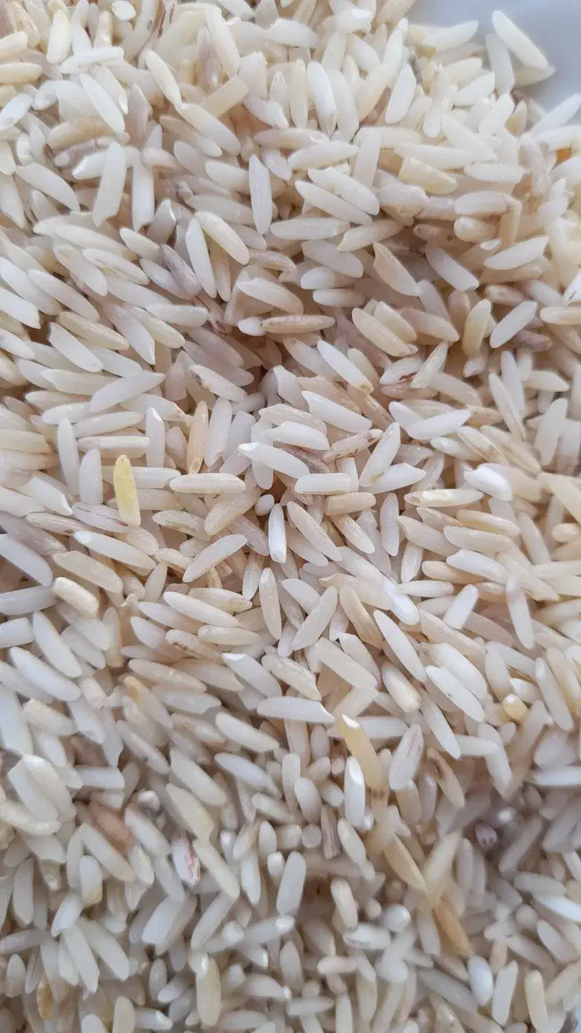 برنج هاشمی|خوردنی و آشامیدنی|سنگر, |دیوار