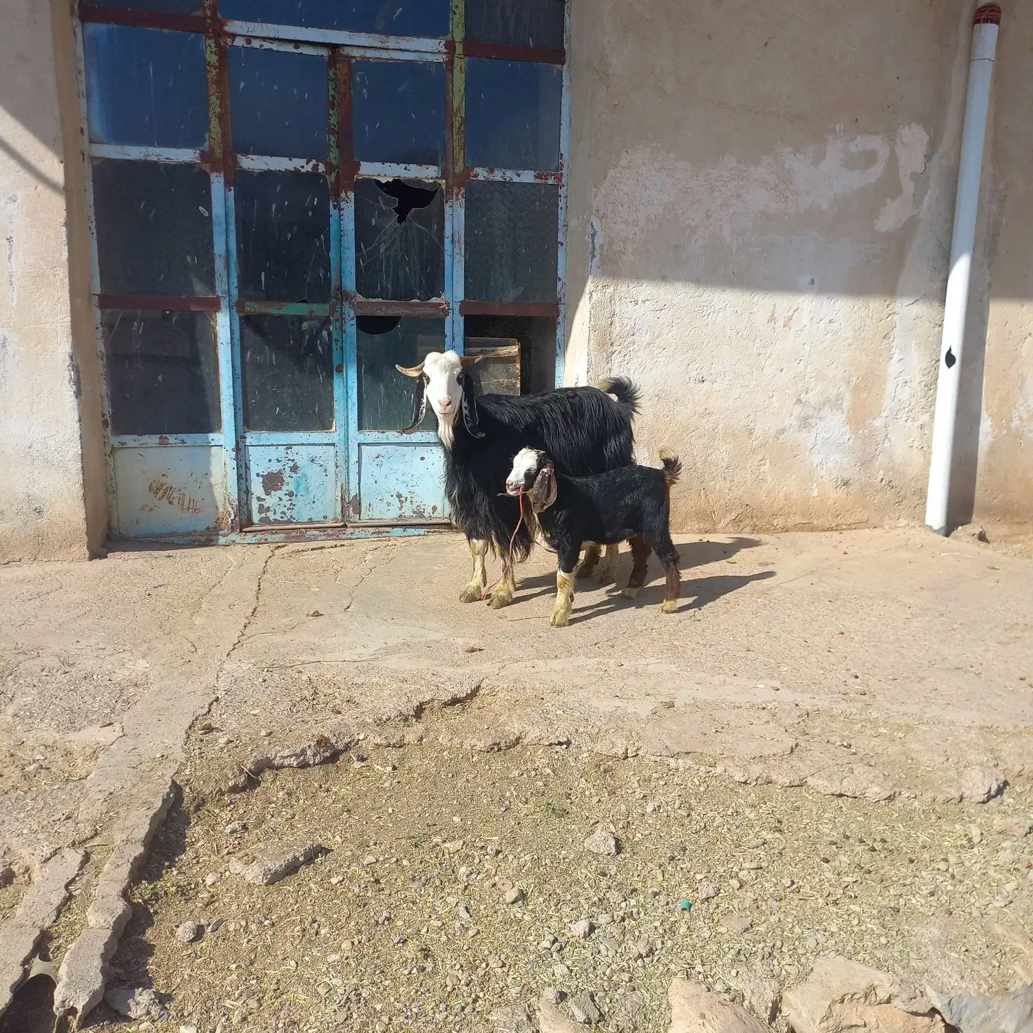 بز و بی|حیوانات مزرعه|بیرانوند, |دیوار