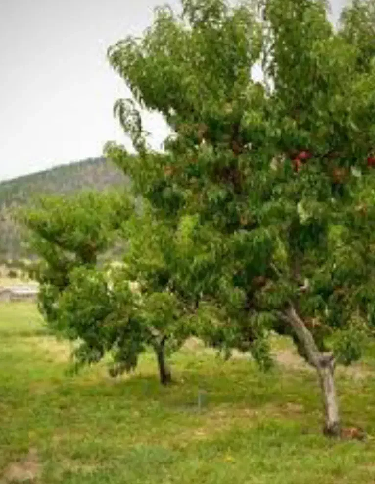 ۲۵هکتارباغ وزمین|فروش دفتر صنعتی، کشاورزی، تجاری|تاکستان, |دیوار