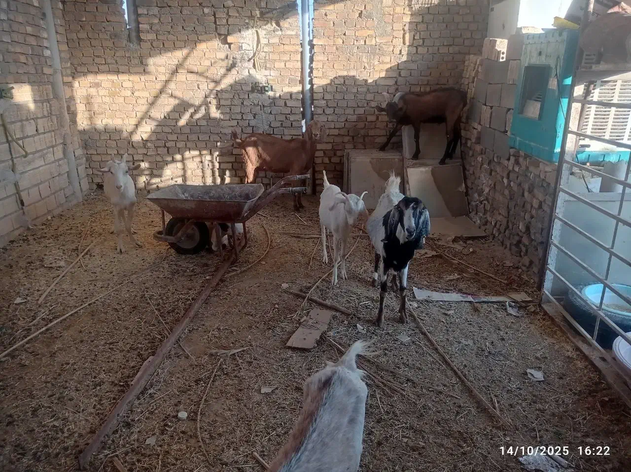 تعدادی بز وکره ویک عدد چپش الپایین|حیوانات مزرعه|میبد, |دیوار