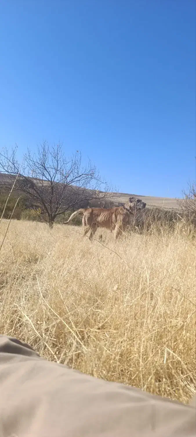 سگ ۴ساله گله ای|سگ|سراجو, |دیوار