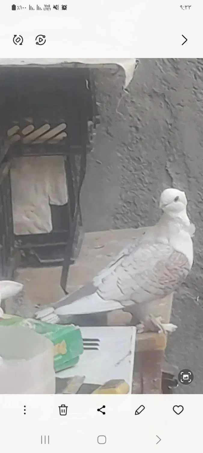 موشی پروانه ای|پرنده|ارژن, |دیوار