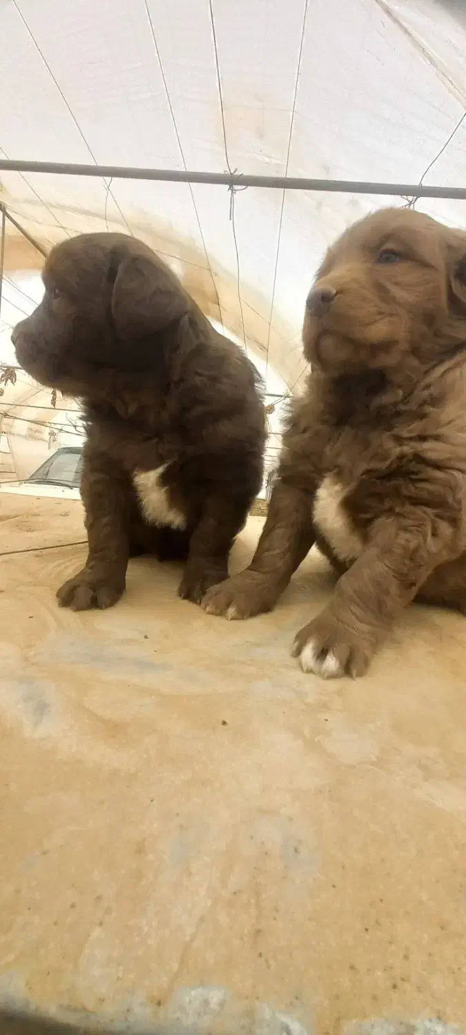 واگذاری ی جفت توله سرخ|سگ|دهاقان, |دیوار