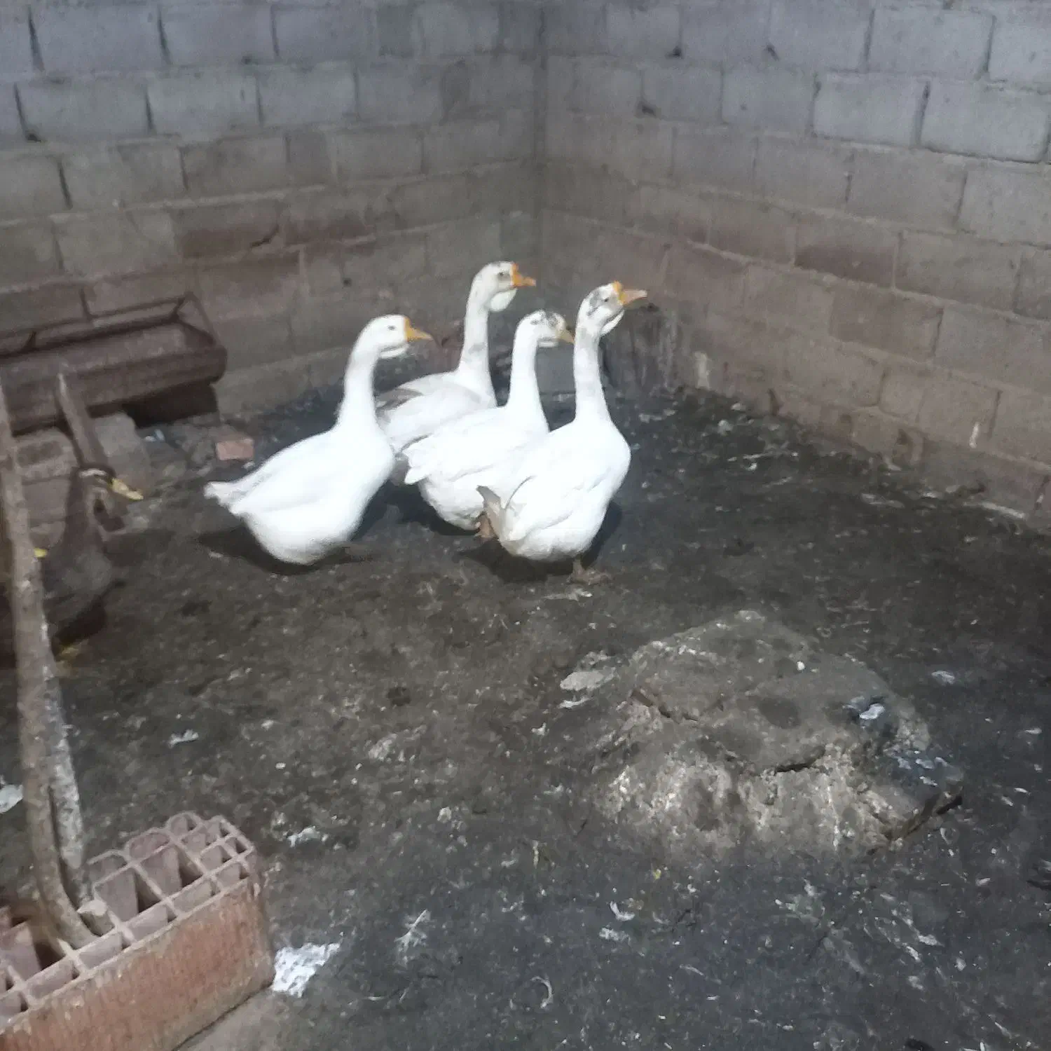 غاز قو غاز|حیوانات مزرعه|آزادشهر, |دیوار