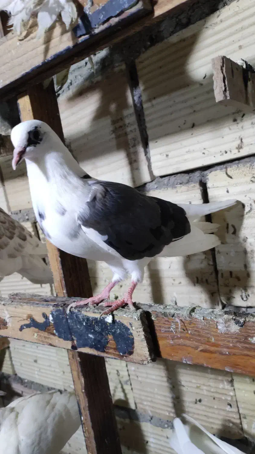 کبوتر|پرنده|قشم, |دیوار