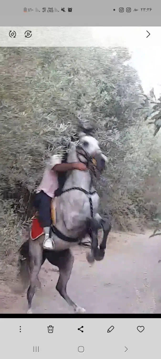 اسب کورد ۵ سال|اسب و تجهیزات اسبسواری|سنندج, |دیوار