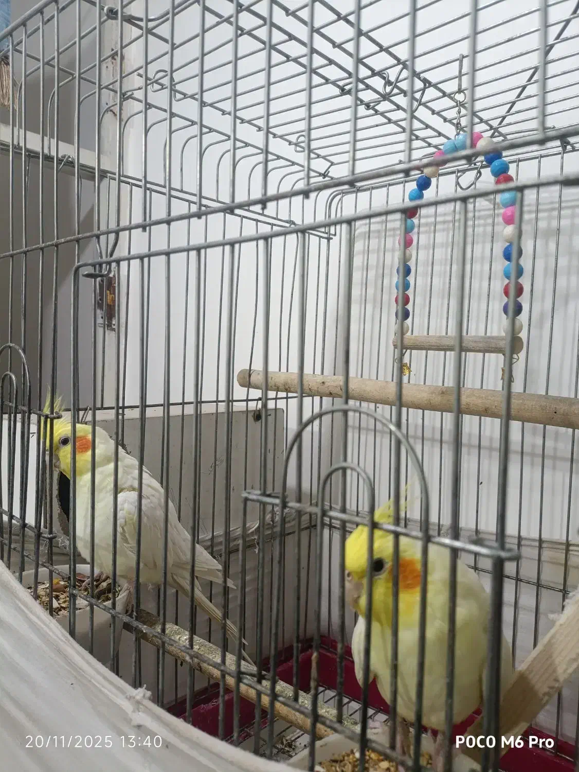 عروس هلندی|پرنده|بهاباد, |دیوار