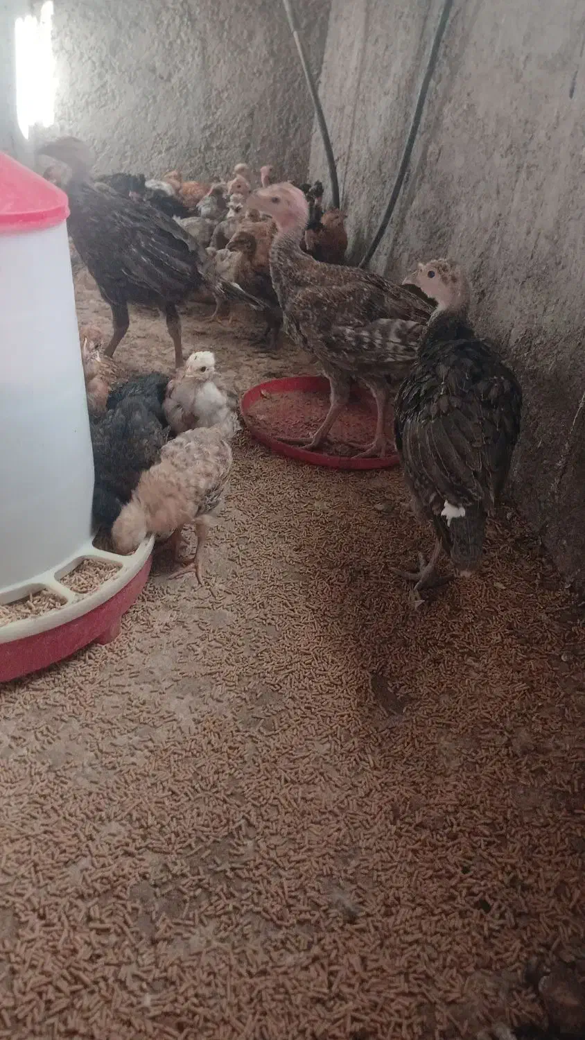 فروش جوجه بوقلمون4ماهه،وجوجه مرغ 2ماهه|حیوانات مزرعه|کازرون, |دیوار