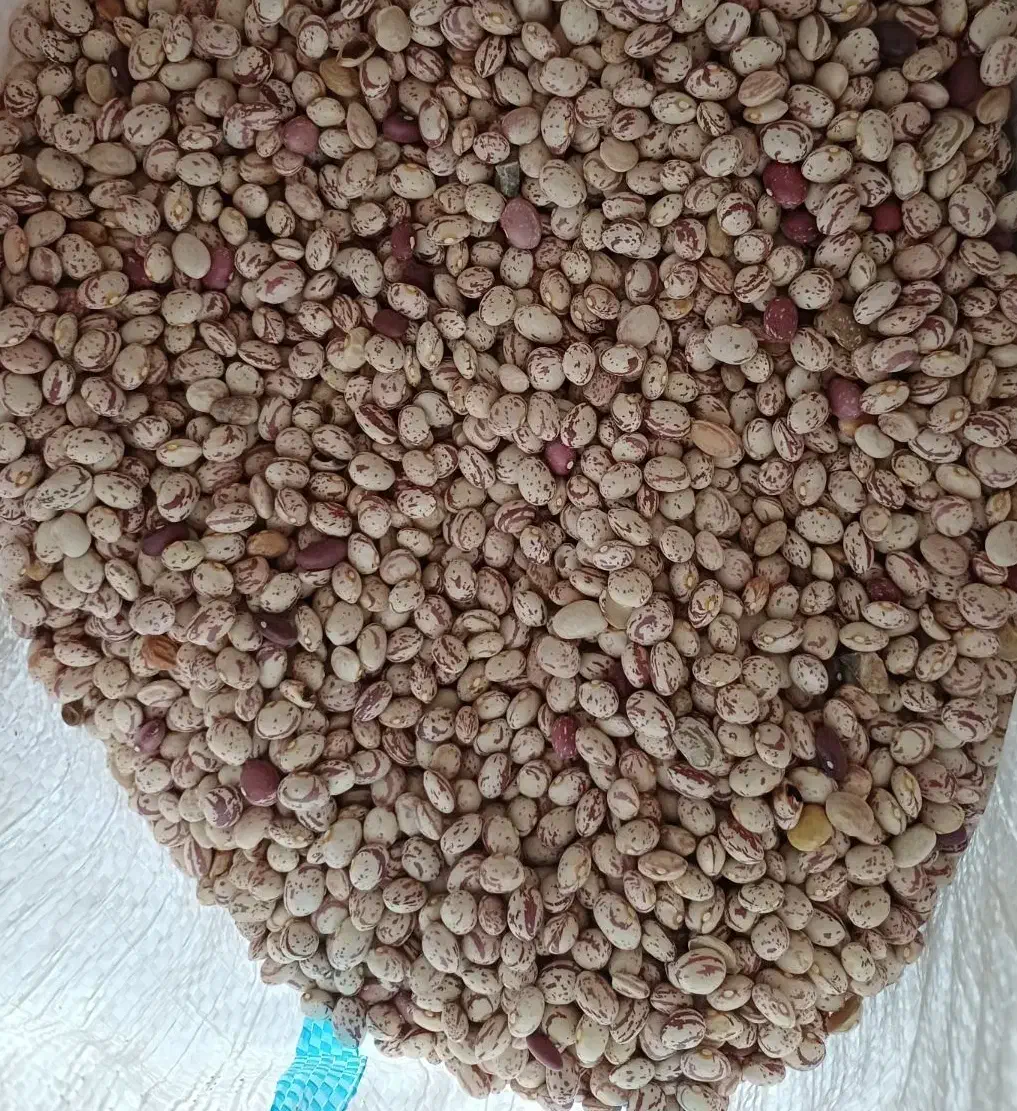 لوبیا چیتی|خوردنی و آشامیدنی|سده (فارس), |دیوار