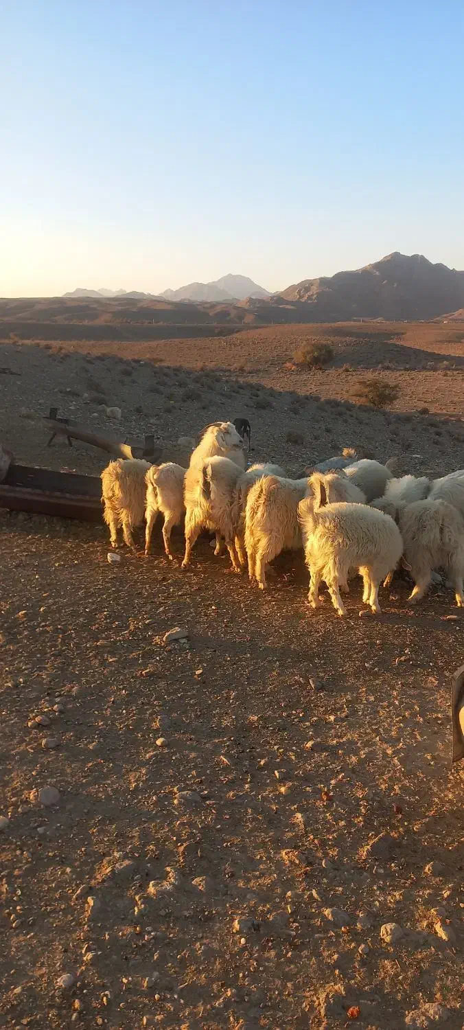 بز محلی سرمایه|حیوانات مزرعه|سیرجان, |دیوار