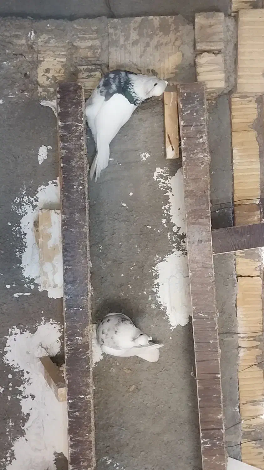 طوقی|پرنده|آباده, |دیوار