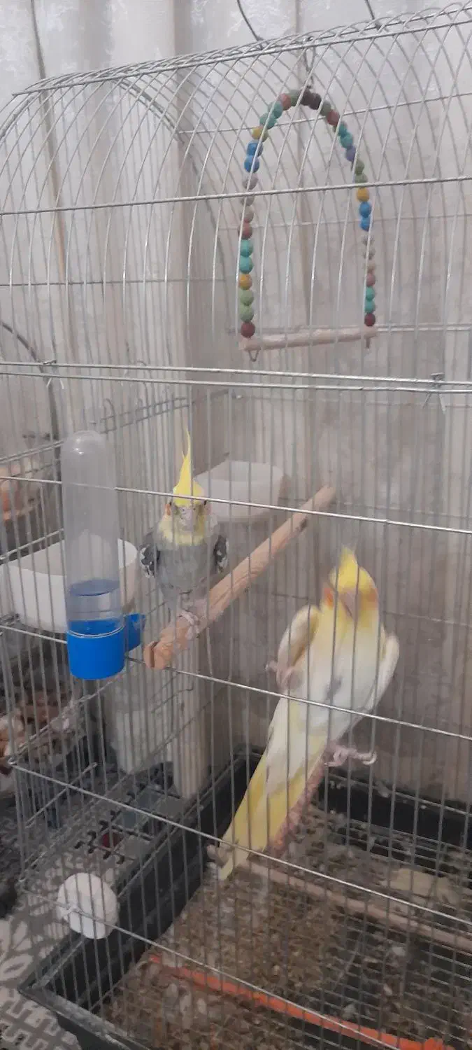 عروس هلندی|پرنده|مشهد, شهرک مهرگان|دیوار