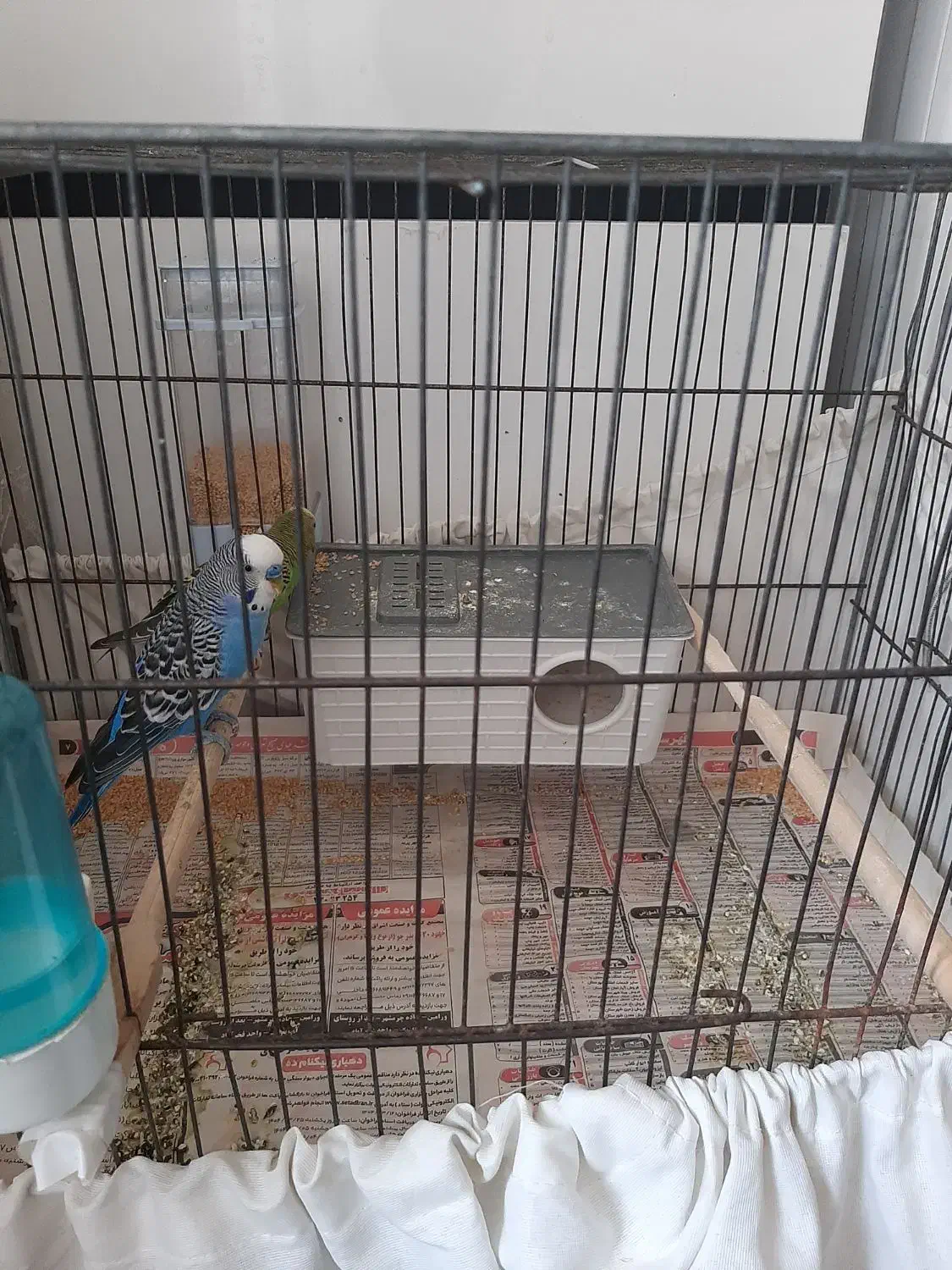 مرغ عشق نر وماده سبز وآبی زیبا|پرنده|کهریزک, |دیوار