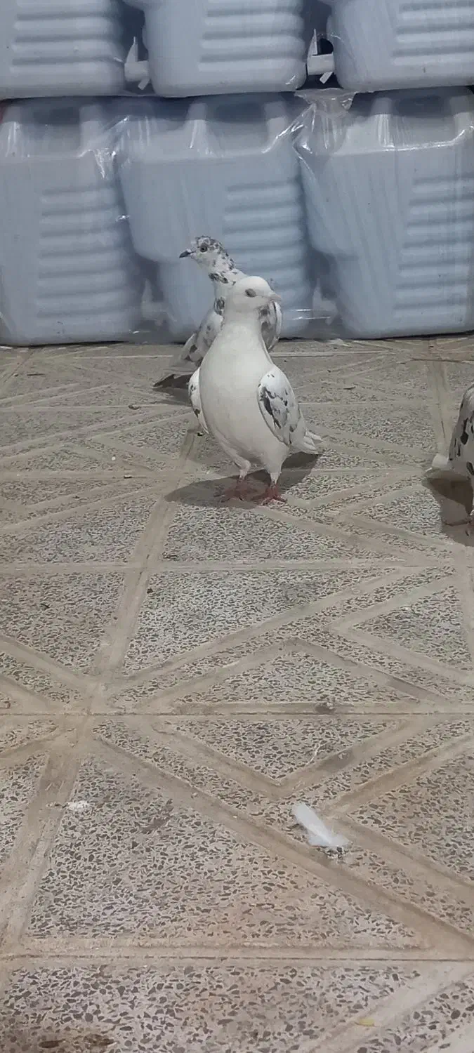 طوقی|پرنده|ارشق, |دیوار