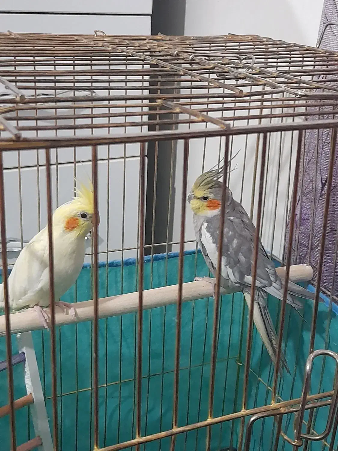 یه جفت عروس هلندی|پرنده|صحنه, |دیوار