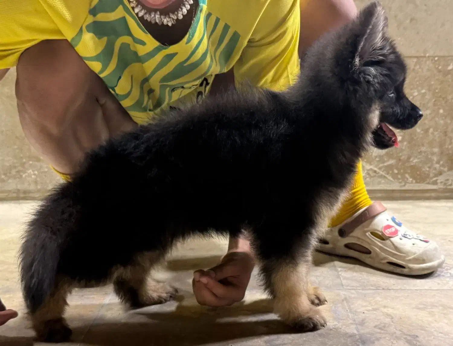 ژرمن توله|سگ|شهریار, رضی آباد بالا|دیوار