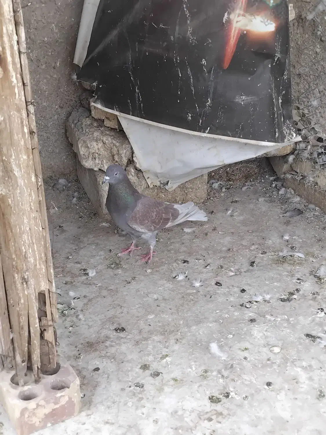 سرخ|پرنده|یزد, |دیوار