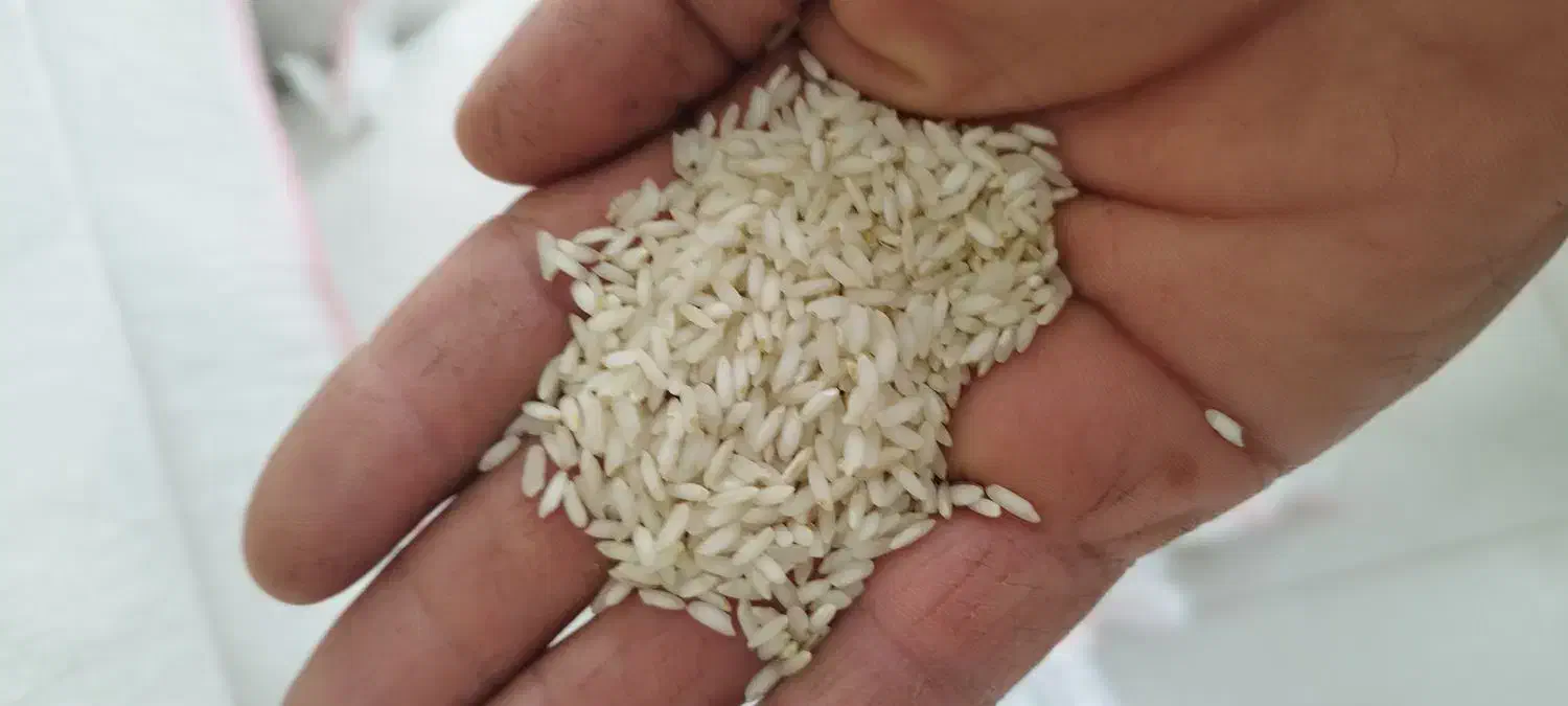 برنج عنبر بو|خوردنی و آشامیدنی|شوشتر, |دیوار