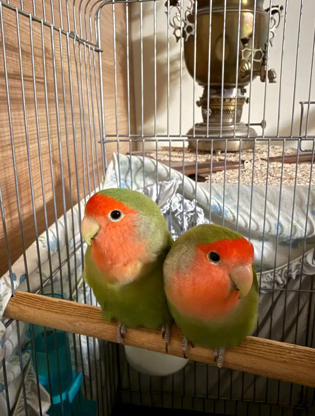 طوطی برزیلی|پرنده|تهران, ائمه اطهار|دیوار