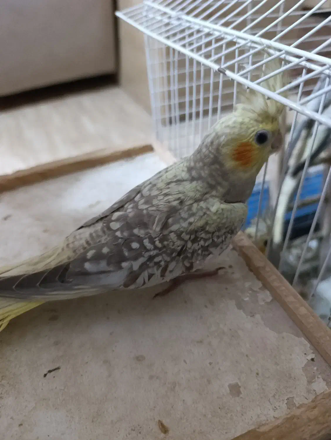 چهار تا عروس هلندی سه ماهه نر|پرنده|رشت, حمیدیان|دیوار