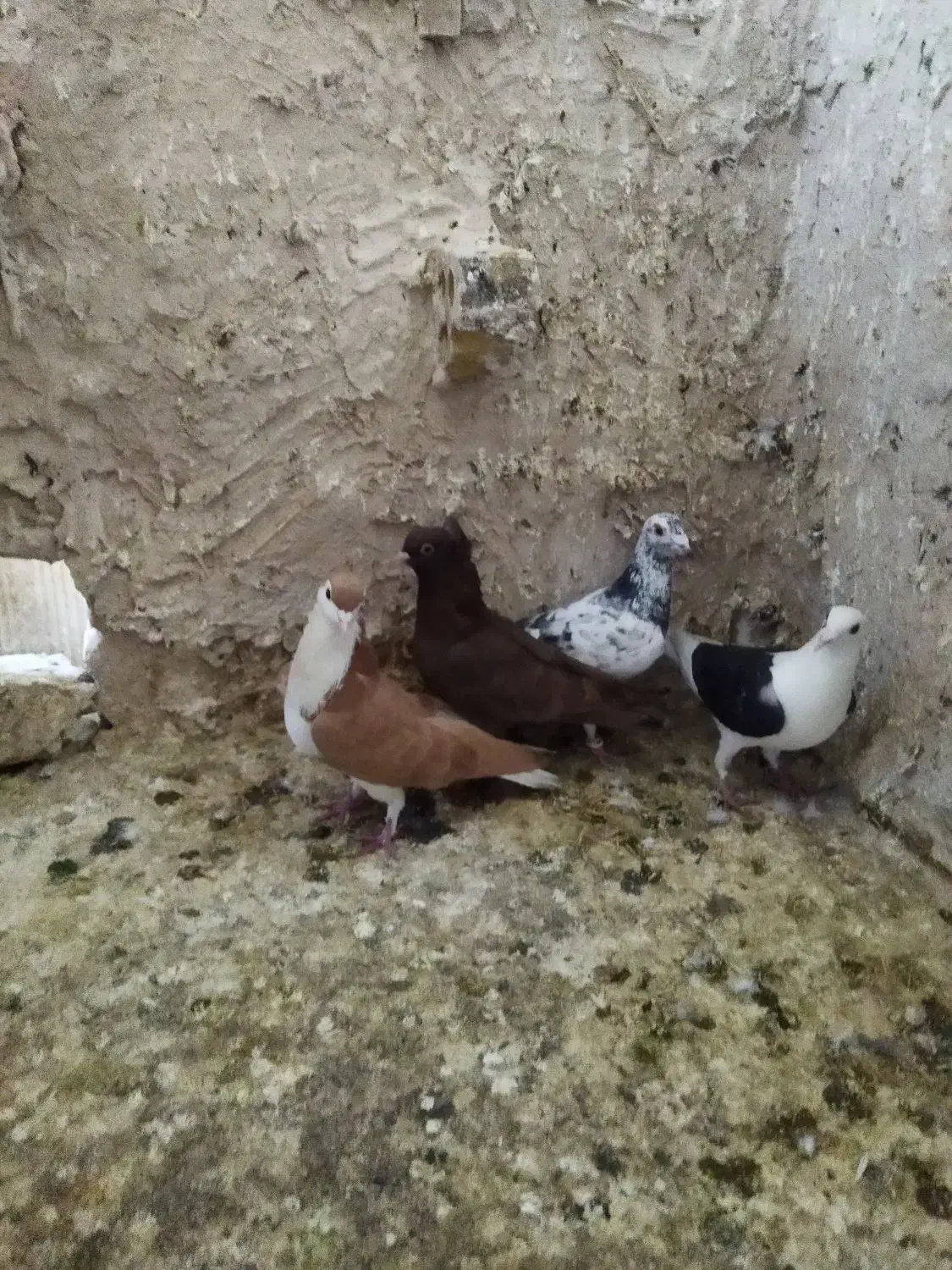 راعبی‌ساده‌کاکلی‌‌پشت‌گراف‌وچندتا‌صید|پرنده|مشهد, شهید قربانی|دیوار