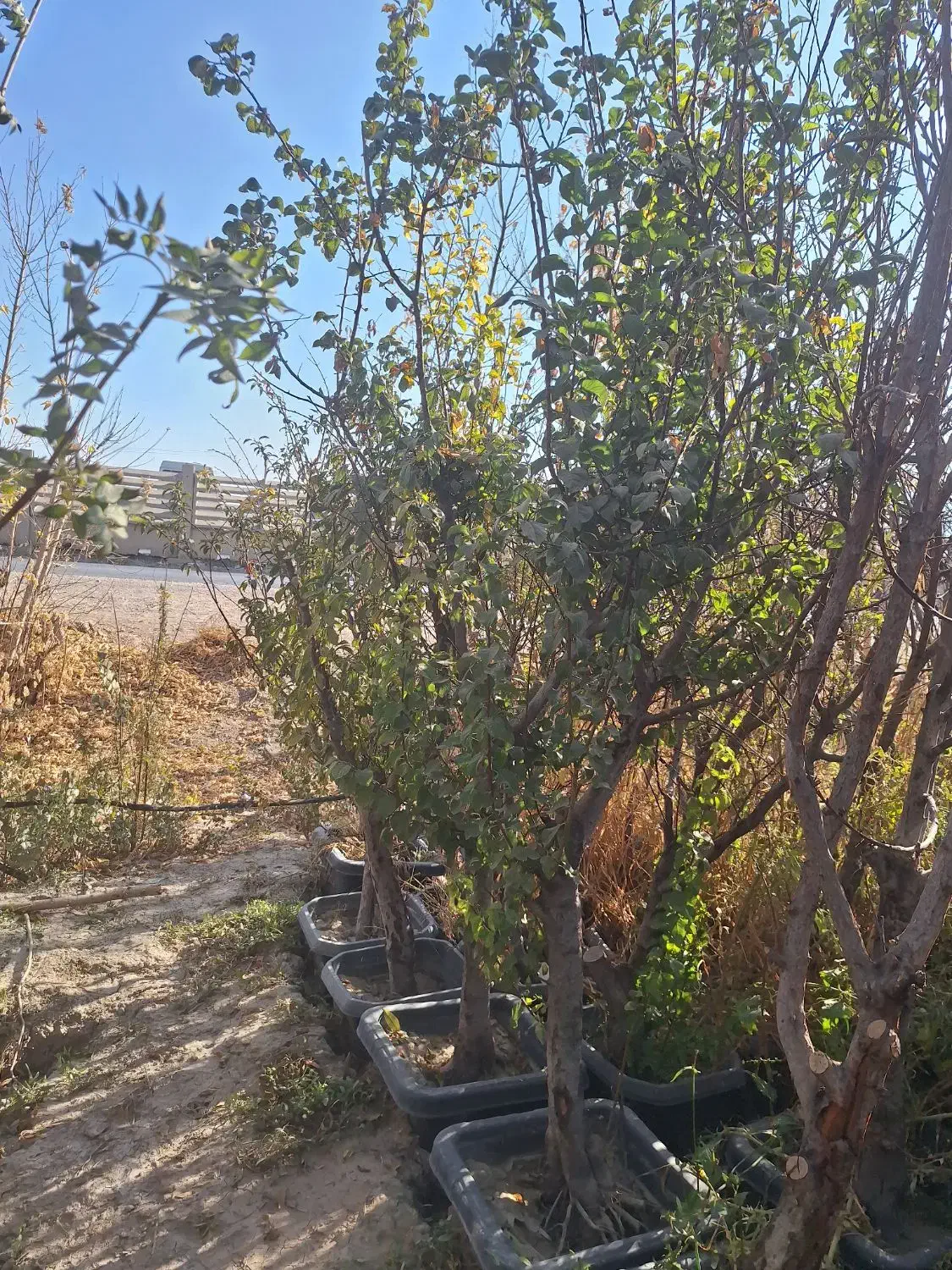 نهال و درخت روتبال پایان کار بزرگ تنومند تنه دار|خدمات باغبانی و درختکاری|فلاورجان, |دیوار