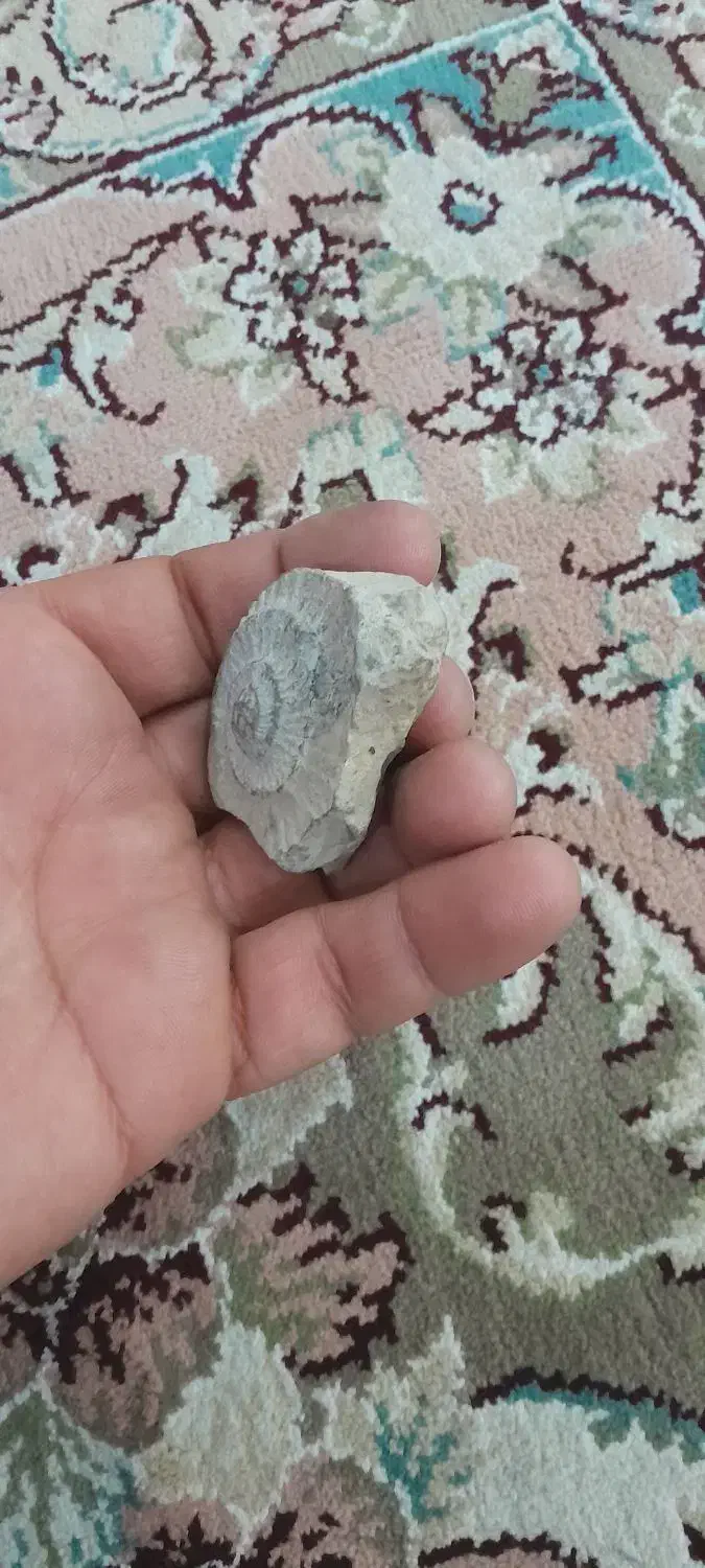 فسیل|کلکسیون اشیاء عتیقه|مشهد, بهمن|دیوار